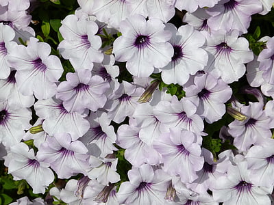 blanc, Purple, Pétunia, parfumé, plantes, fleurs, nature
