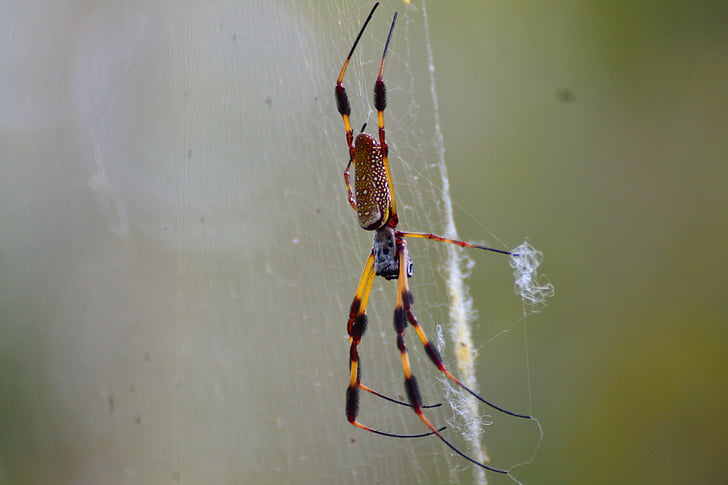 거미, 웹, 플로리다, 자연, 곤충, 거미 류의 동물, 매크로