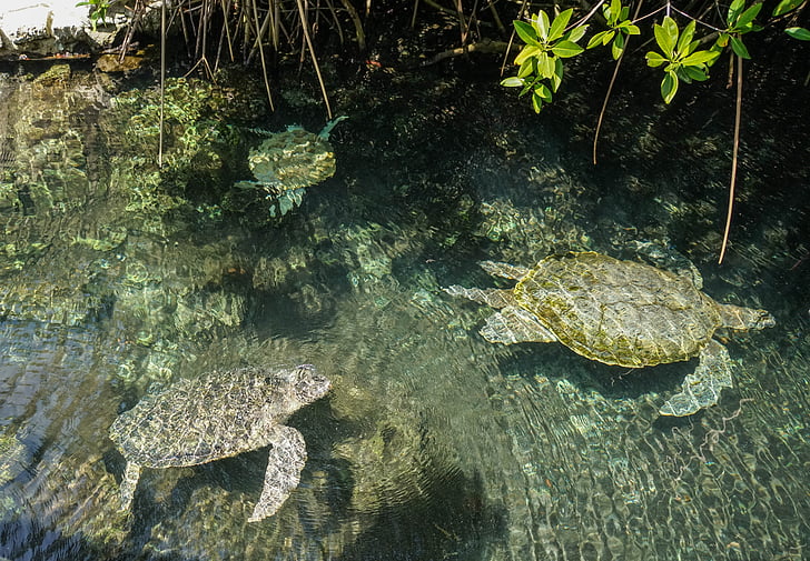 morské korytnačky, morský život, vody, Tropical, pod vodou, plaz, vodné
