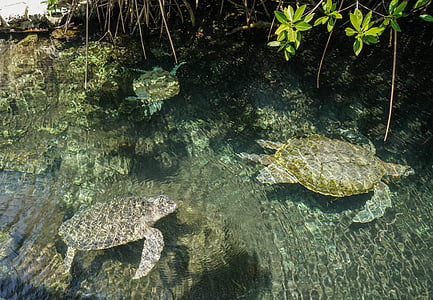 tortues de mer, vie marine, eau, Tropical, sous l’eau, reptile, aquatique