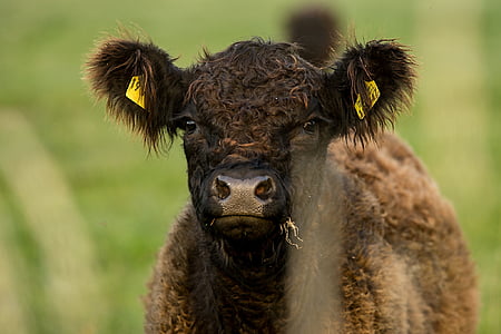 calf, cow, pasture, nature, cute, agriculture, beef