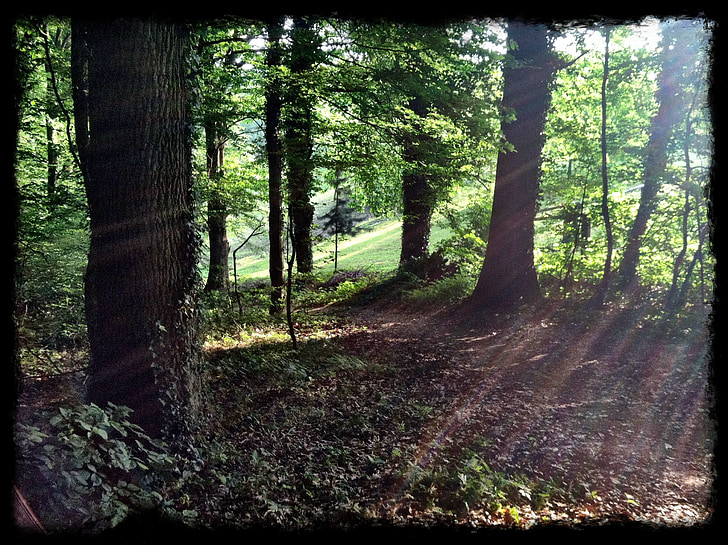 skov, Woods, træer, landskab, træ, natur, skønhed