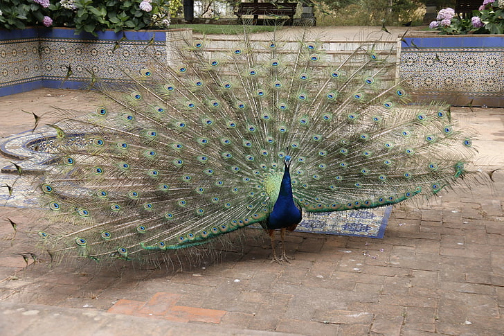 Pav, barva, narave, Vanity, perje, Peacock feather, zelena