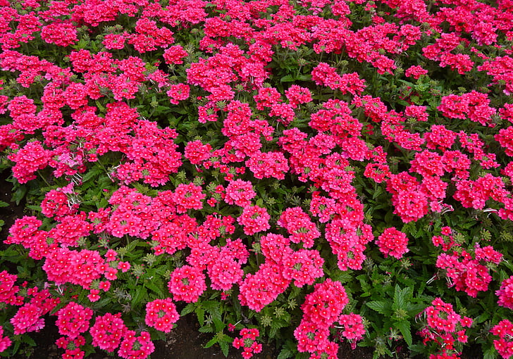 květiny, červená, růžová, červená lila, list, zelená, Otsu park