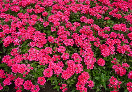 flowers, red, pink, red purple, leaf, green, otsu park