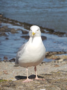 Seagull, Playa, pájaro, animal