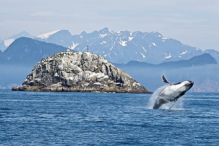 humpback whale, breaching, ocean, mammal, animal, sea, baleen whale