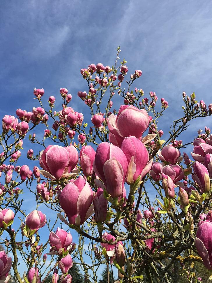 Magnolia, fleur de Magnolia, Bloom, printemps, Blossom, jardin, fleur