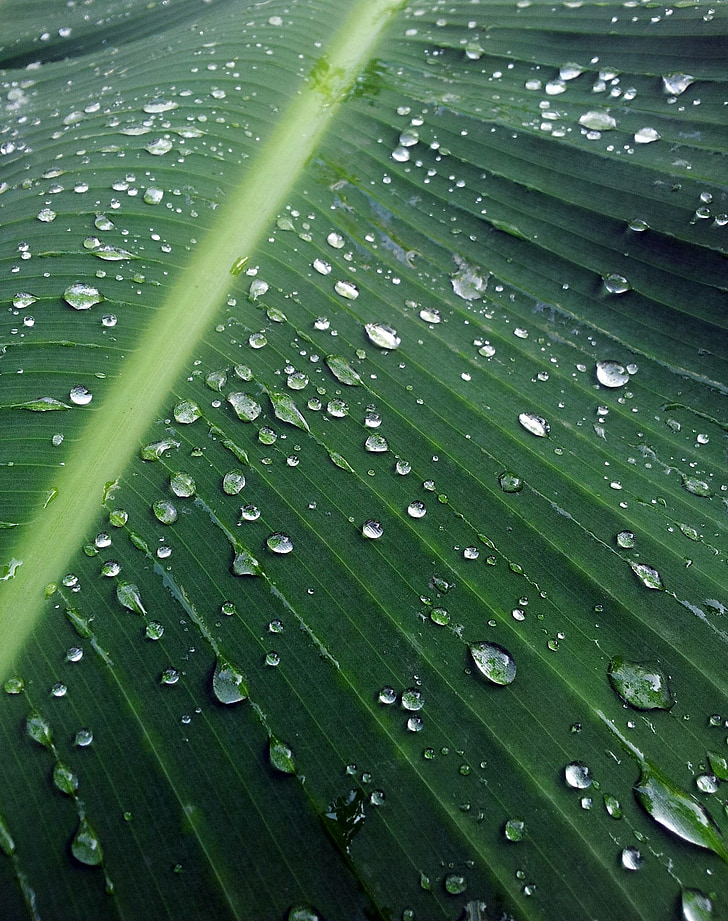 plàtan, fulla, després de la, pluja, gotes de fulles de la planta, l'aigua, planta