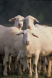 oveja, rebaño, ganado, granja, de pastoreo, paisaje, agricultura