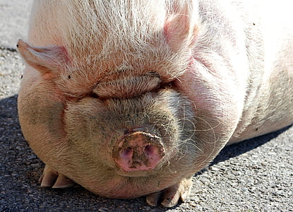 pot bellied pig, pig, sow, thick, animal, farm, livestock