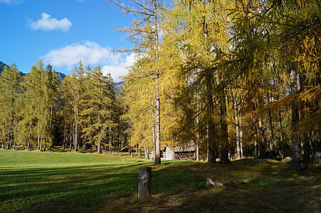 fák, erdő, napsütés, hangulat, ősz, arany, Tirol