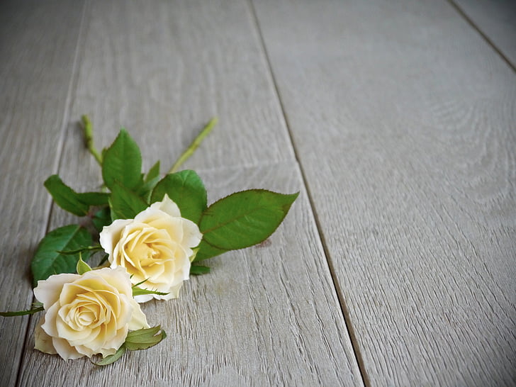 Троянди, букет троянд, букет, білий, жовтий, вид зверху, романтичний