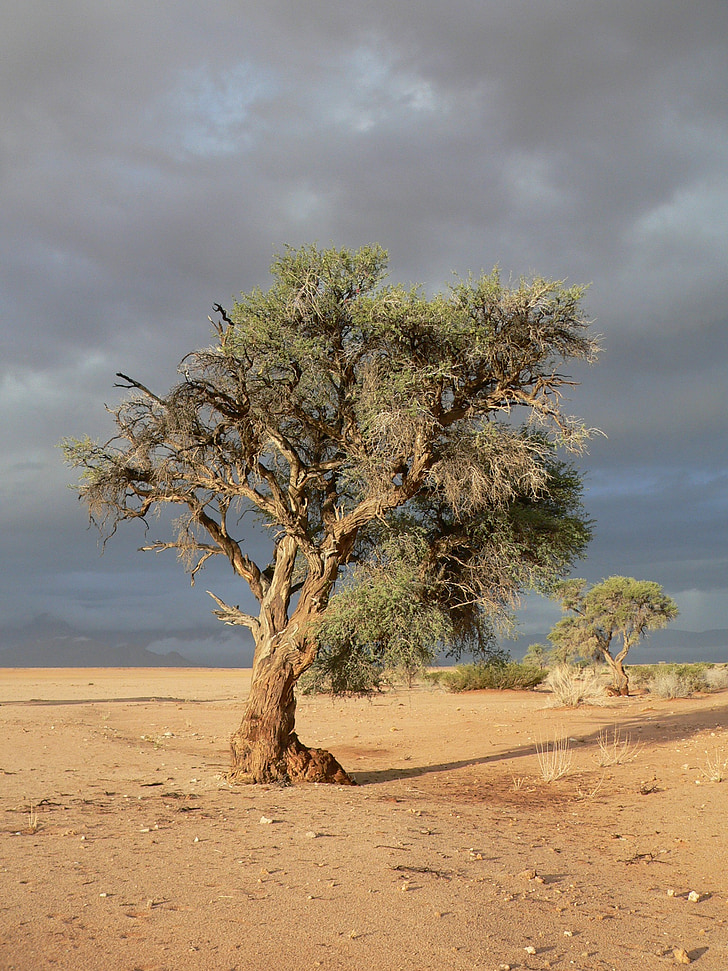 puu, Aro, kuivuus, Namibia, Sand
