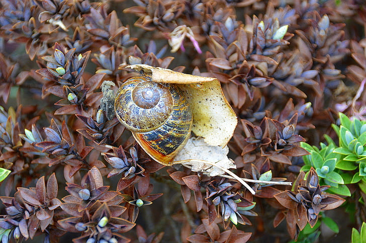 snail, nature, animals, field, gastropod, snail shell, slow