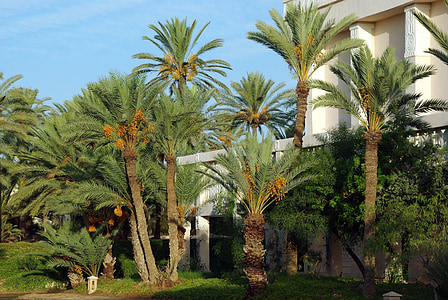 Tunezja, Zarzis, palmy, daty, roślinność