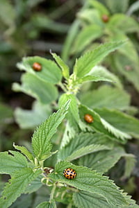 ladybug, beetle, insect, nature, points, leaf, animal