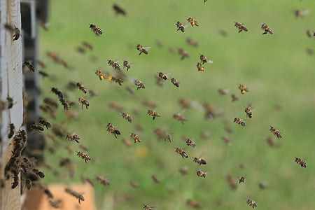 lebah, sarang, sarang lebah, lebah madu, bekerja, perlebahan, makro