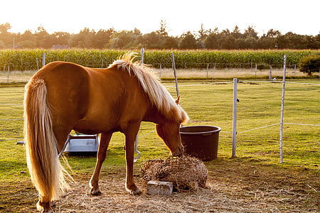 horse, evening sun, pasture, evening light, abendstimmung, domestic animals, animal themes