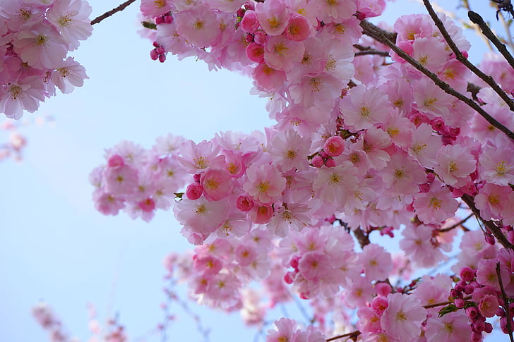 japanese cherry trees, flowers, japanese flowering cherry, ornamental cherry, japanese cherry, cherry blossom, blossom