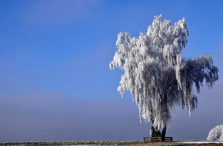 drvo, Zima, studen, priroda, snijeg, hladno, krajolik