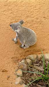 Koala, natura, Zoo di, animali, fauna selvatica, mammifero, orso