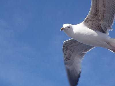 pájaro, Seagull, Estambul, vuelo, naturaleza, animal, mar