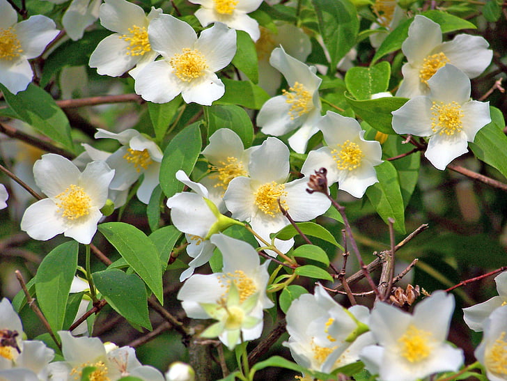 Cornus, Woody anlegget, Dogwoods, hvit, blomster, våren