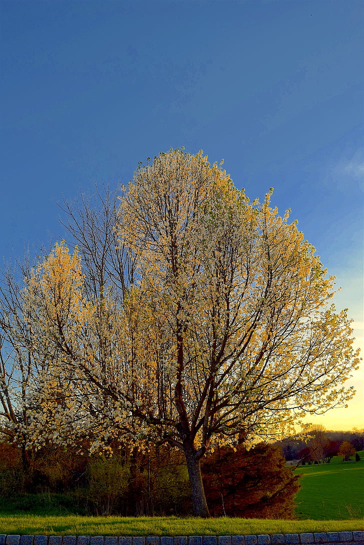 tree, bloom, spring, sunset, light, blossom, season