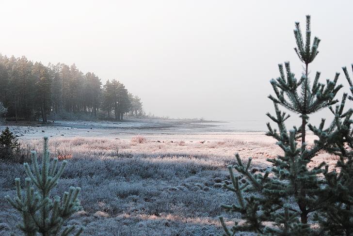 nevel, natuur, bos, bed, herfst, water, Zweden