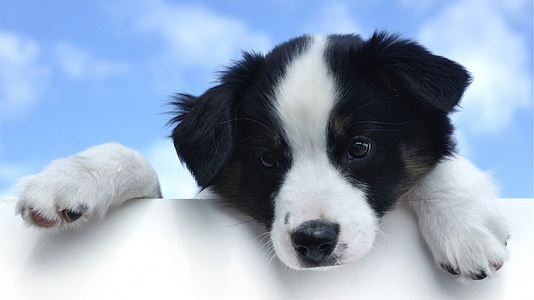 puppy, Australische herder, schattig, Canine, speelse, op zoek, buitenshuis