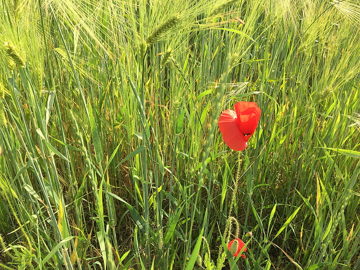 landscape, grass, field