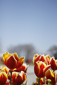 tulipán, tavaszi, virágok, Virágoskert (virágágyások), kert, virág-kürt, gyönyörű