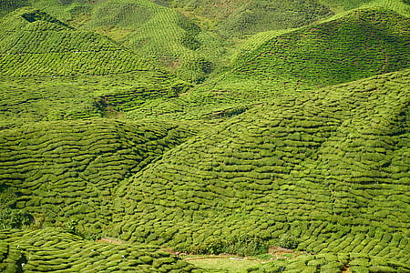 tè, pianta, verde, paesaggio, natura, pace, giardino del tè