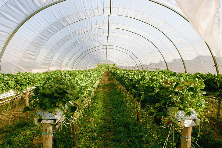 greenhouse, plant, strawberries, agriculture, green color, crop, indoors