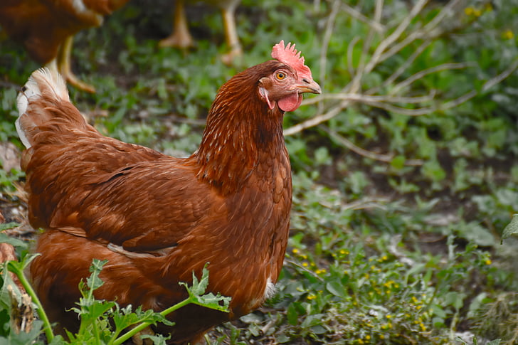 pollo, animale, bianco, pollame, Addio al nubilato, azienda agricola, natura