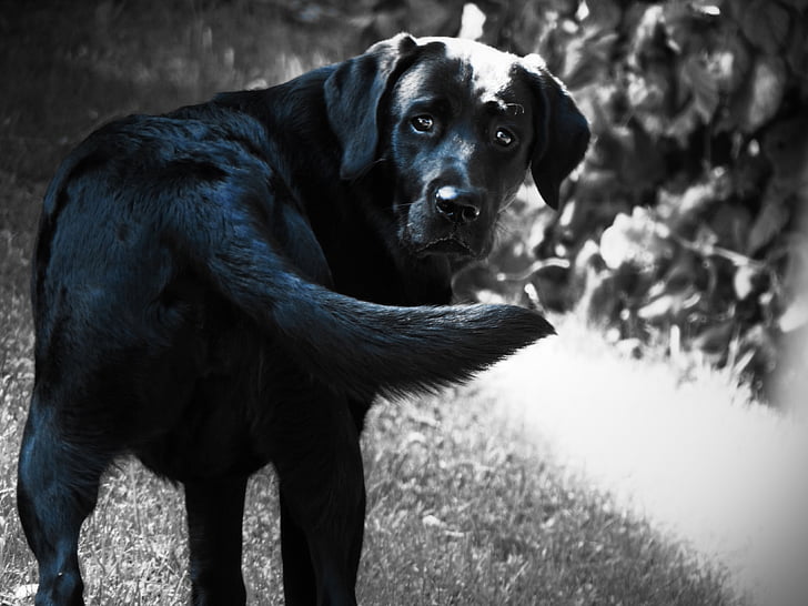 Labrador, anjing, hitam, anjing hitam, hewan peliharaan, fotografi satwa liar, hitam dan putih