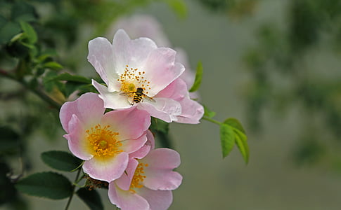 λουλούδι, μύγα, φύση, έντομο, άνθος, άνθιση, το καλοκαίρι