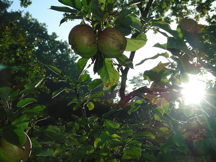 sunrise, sun, morning sun, apple, apple tree, morgentau, back light