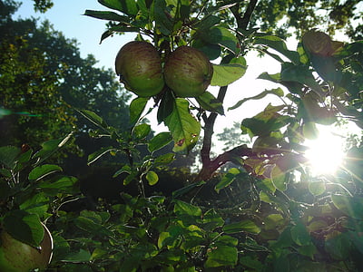 изгрев, слънце, утринното слънце, ябълка, ябълковото дърво, morgentau, обратно светлина