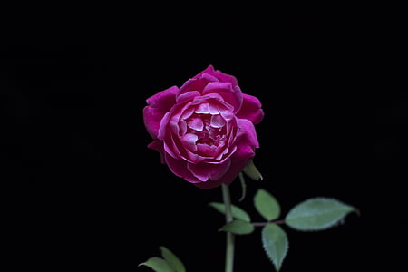 Fondo de pantalla negro, oscuro, hoja verde, rosas rojas, color de rosa, flor color de rosa-, naturaleza