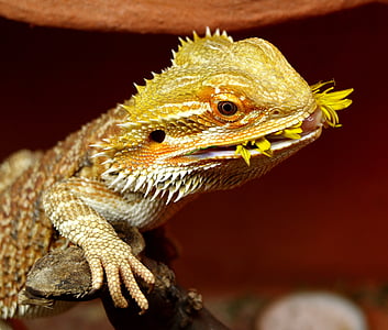 бородатий дракон, Австралія, ящірка, тварин, Pogona vitticeps