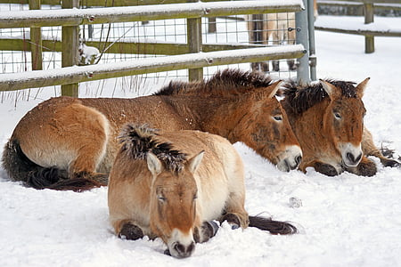 Przewalski, άγριο άλογο, θηλαστικό, πλάσμα, φύση, Equus ferus, Νιώστε σαν στο σπίτι