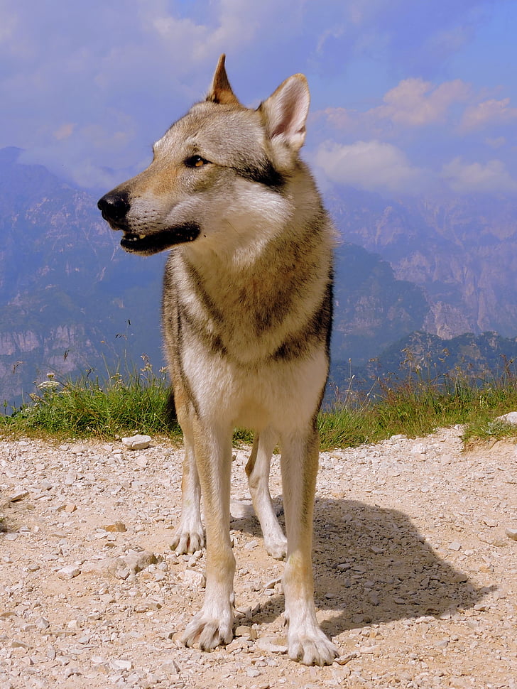 hund, Se, Mountain, Wolf, landskab