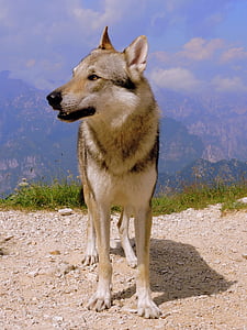 hond, blik, berg, Wolf, landschap