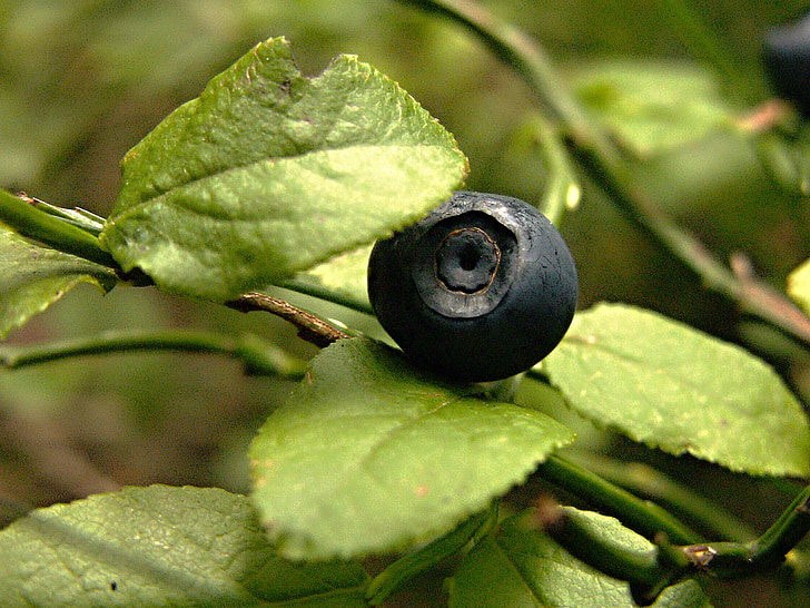 forest, blueberries, bilberry, berries, blueberry, forest fruit, blue