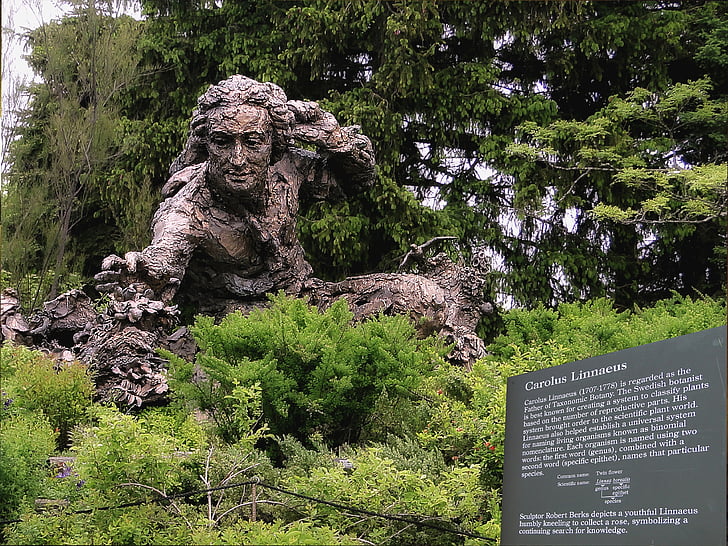 monument, tegn, statuen av, Carl von Linné, botanikk, skulptur, forsker