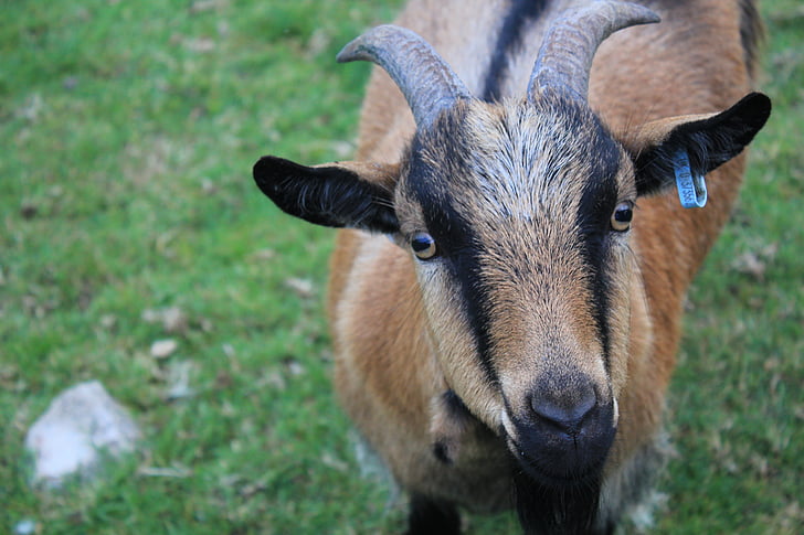 goat, farm, looking, stare, brown, horns, rural
