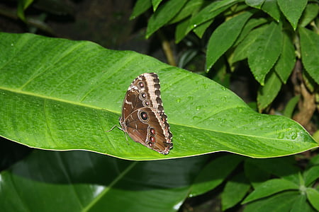 метелики, Браун метелик, Флора тропічної фауни, джунглі, квіти, тварин