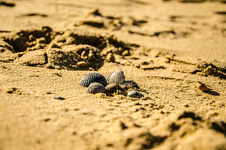 spiaggia, natura, Seashell, sabbia, purezza
